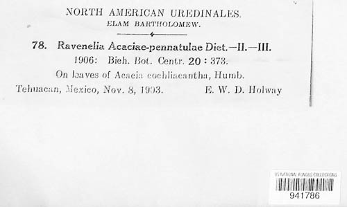 Ravenelia acaciae-pennatulae image